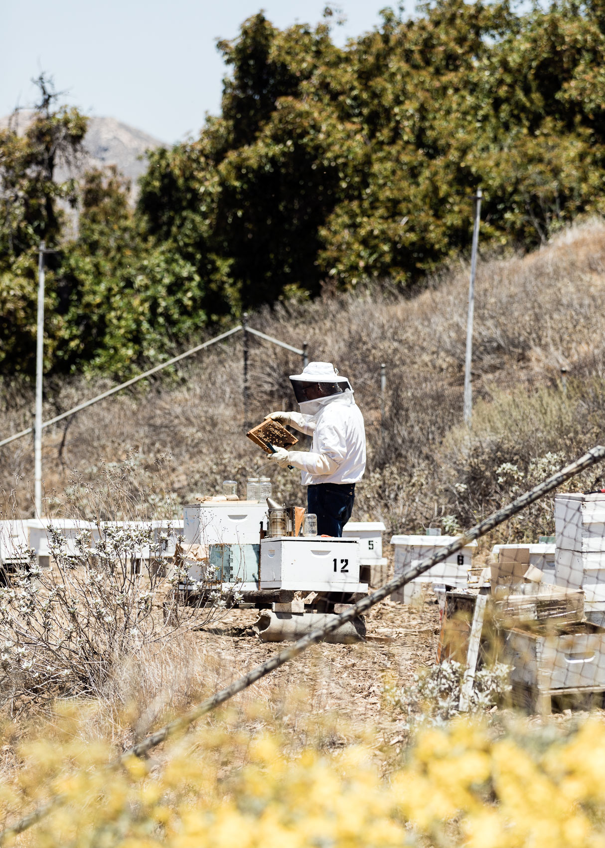 Center for Integrative Bee Research (CIBER) | Los Angeles | Editorial and Commercial Photographer Patrick Strattner