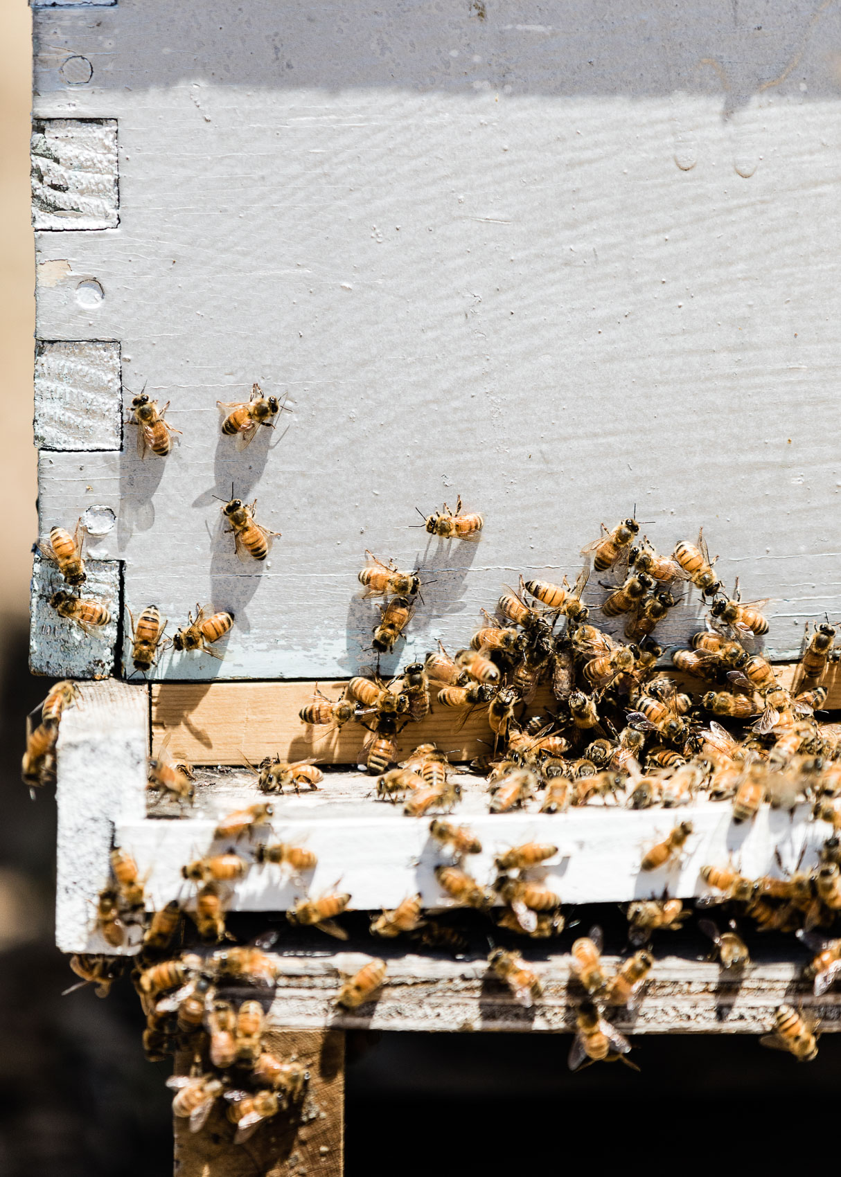 Center for Integrative Bee Research (CIBER) / NZZ Folio | PATRICK STRATTNER PHOTOGRAPHY 